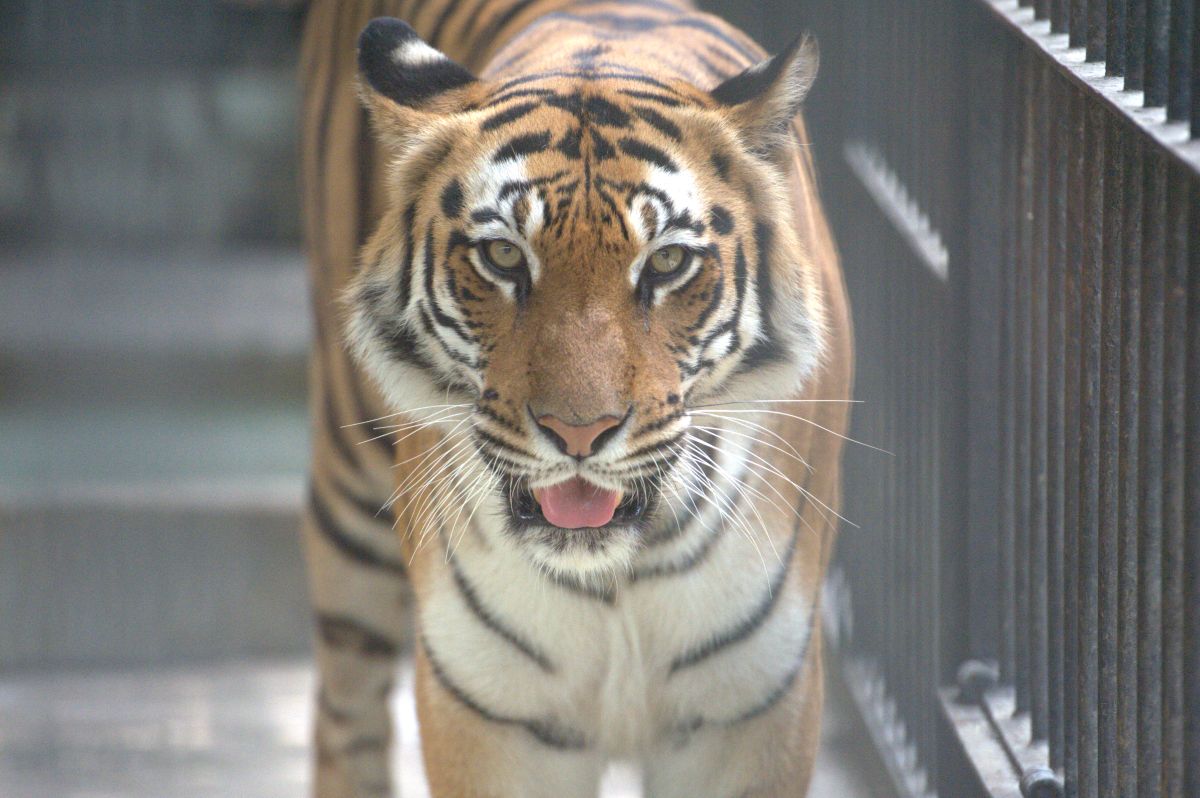 Bengal Tiger