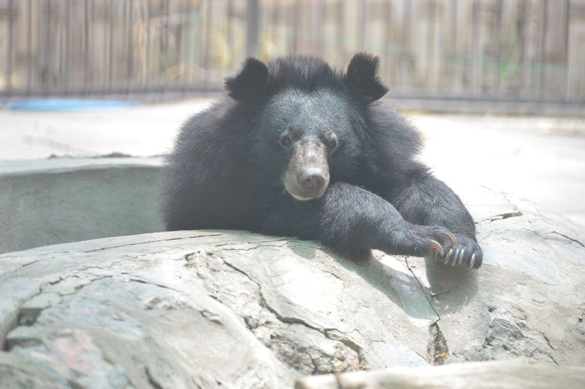 Asiatic black bear