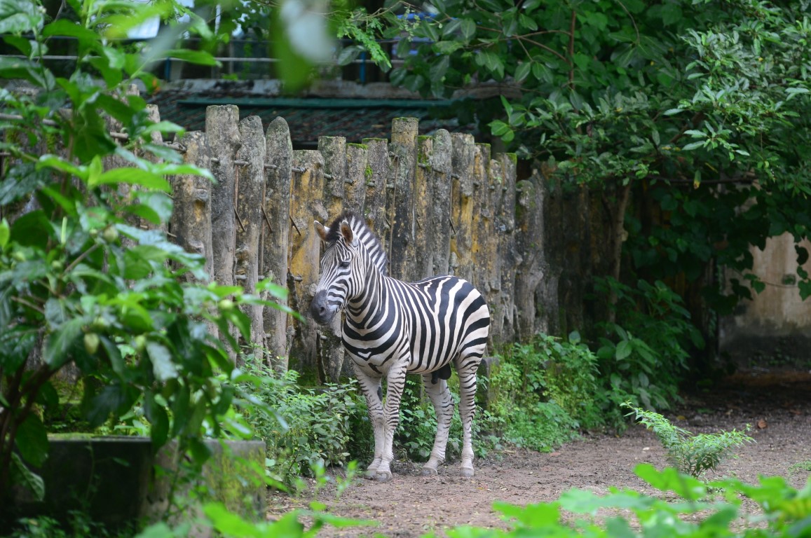 Common Zebra (or) Plain Zebra
