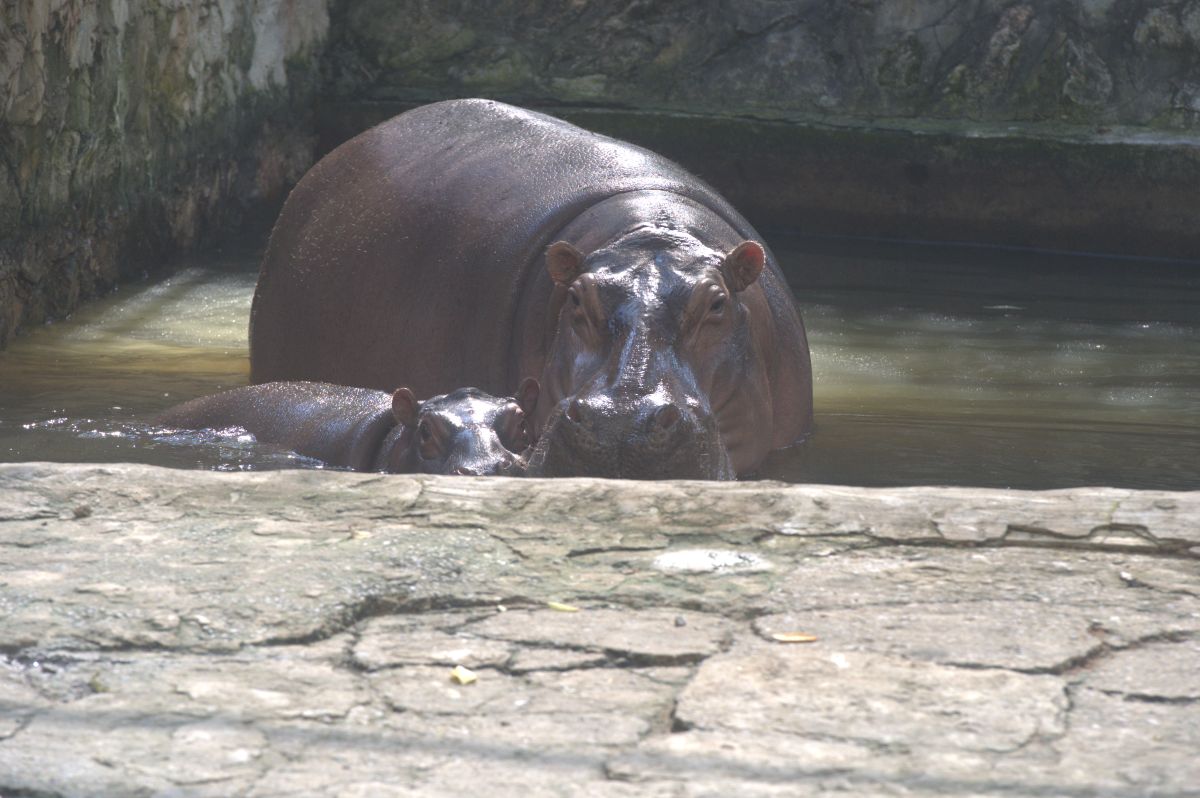 Hippopotamus
