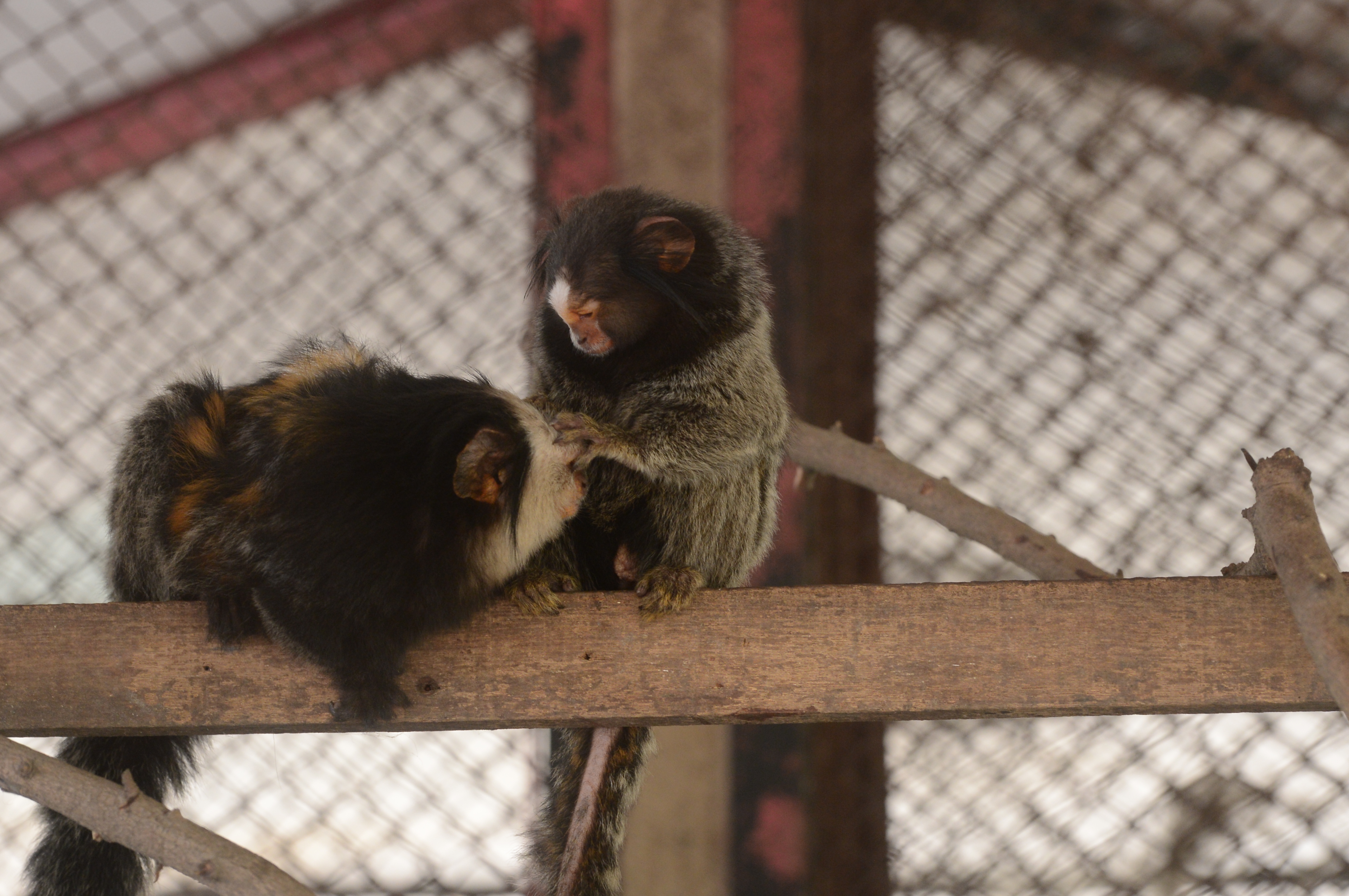 Common Marmoset 