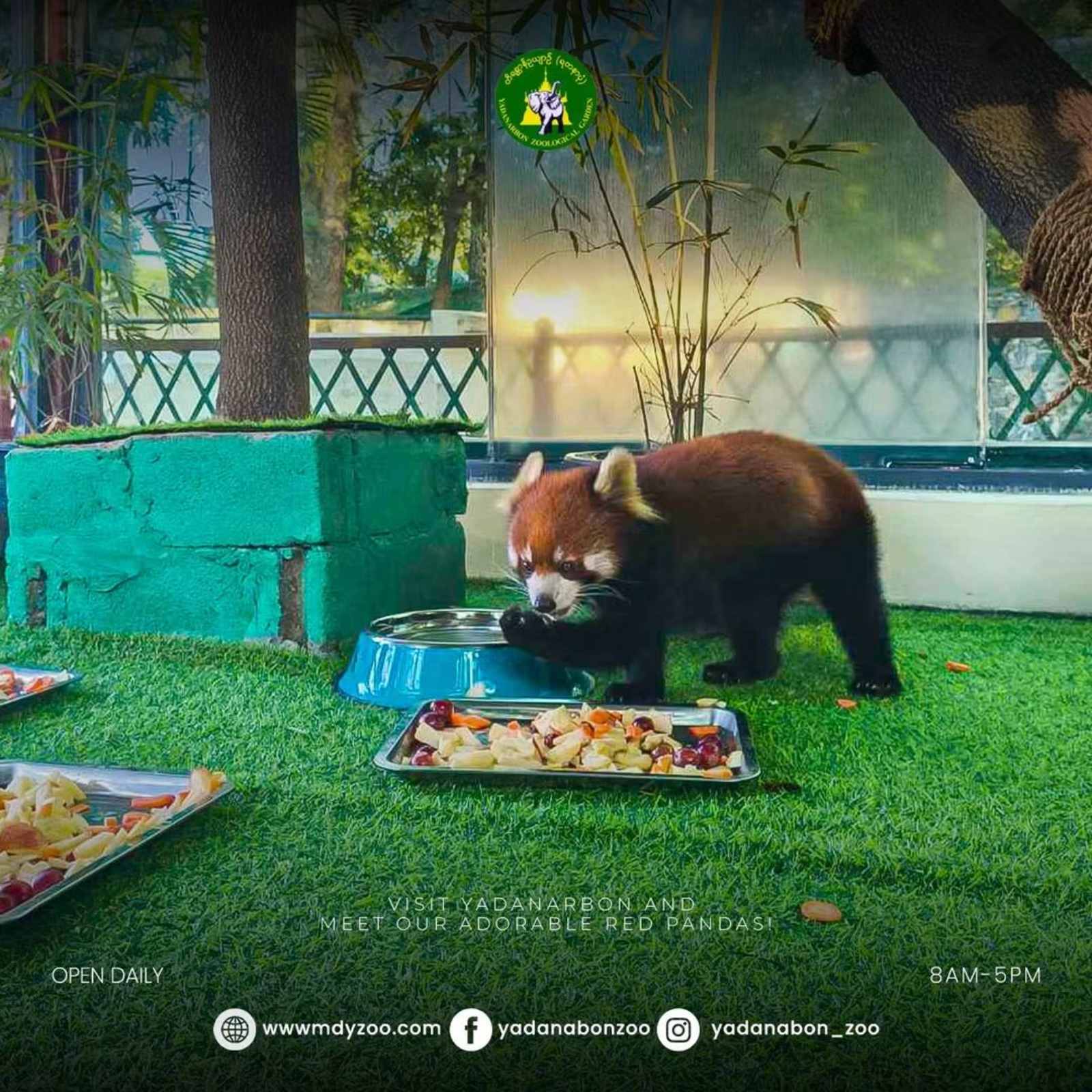 Red Panda