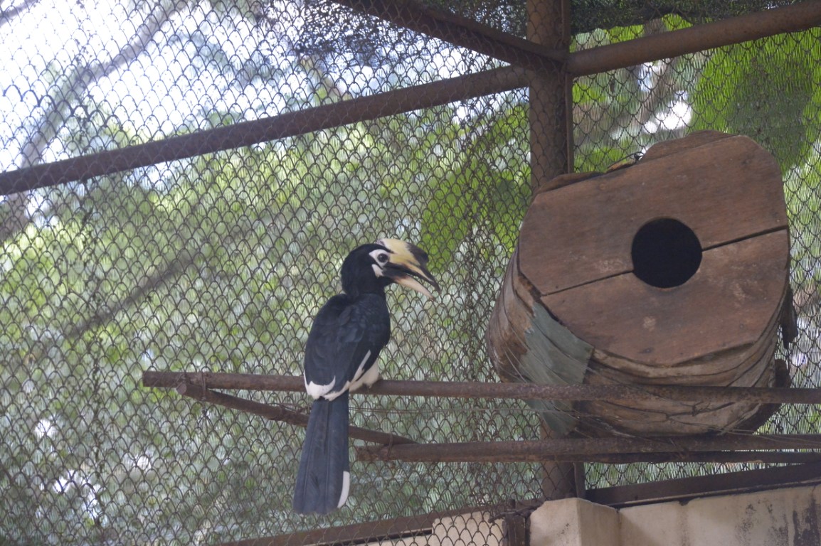 Oriental Pied Hornbill