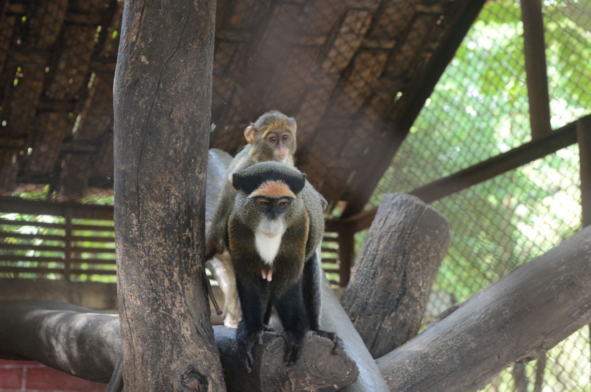 De Brazza’s Monkey