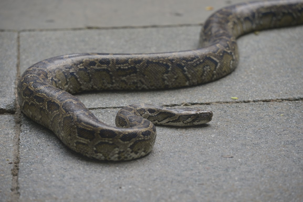 Burmese Python