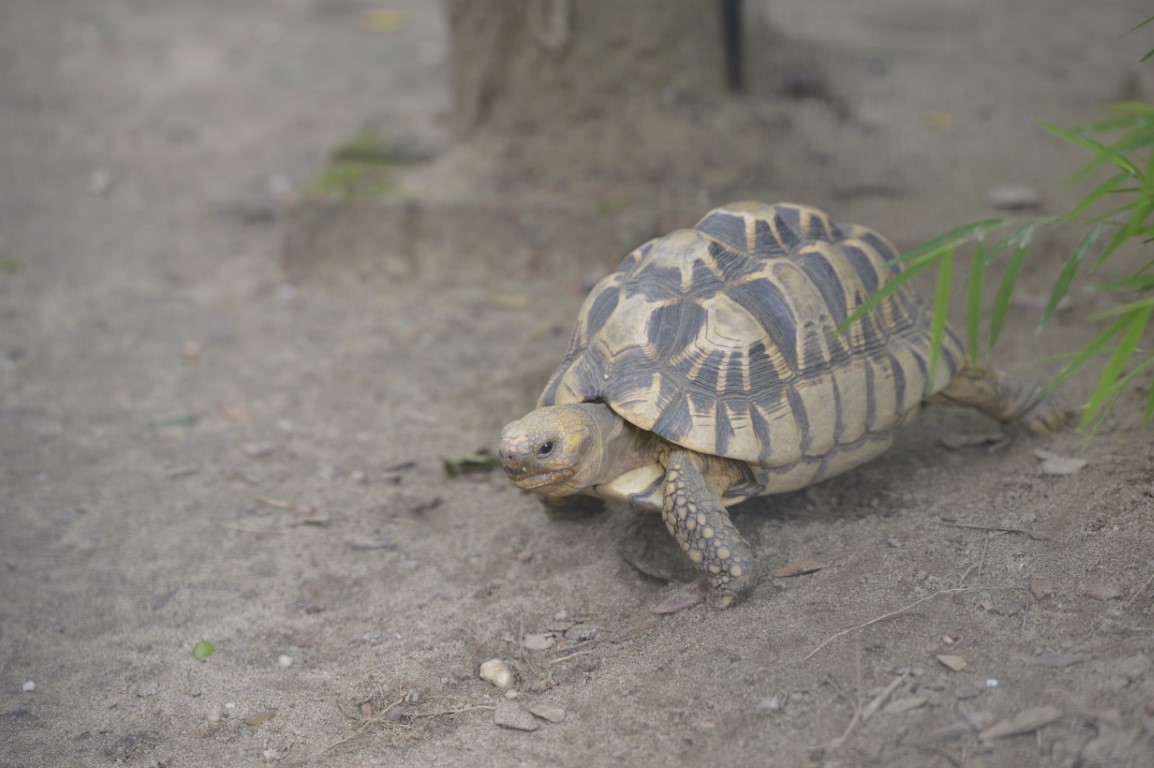 Burmese Star Tortoise