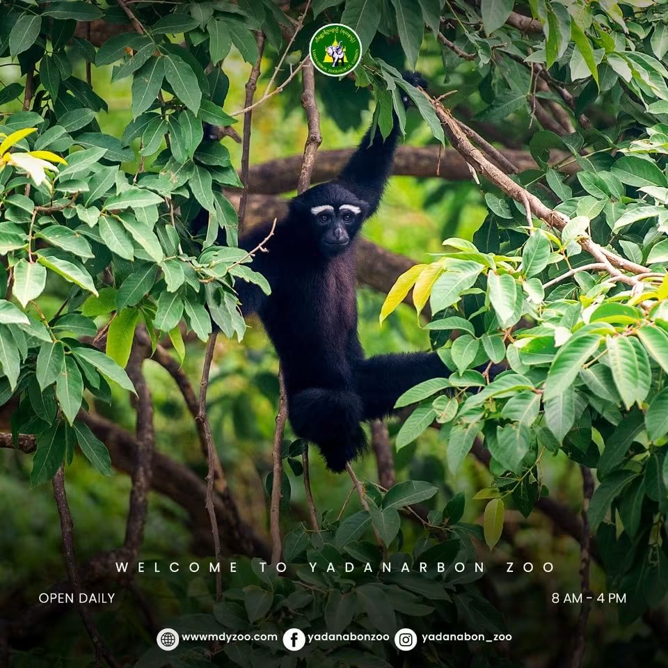 Western Hoolock Gibbon