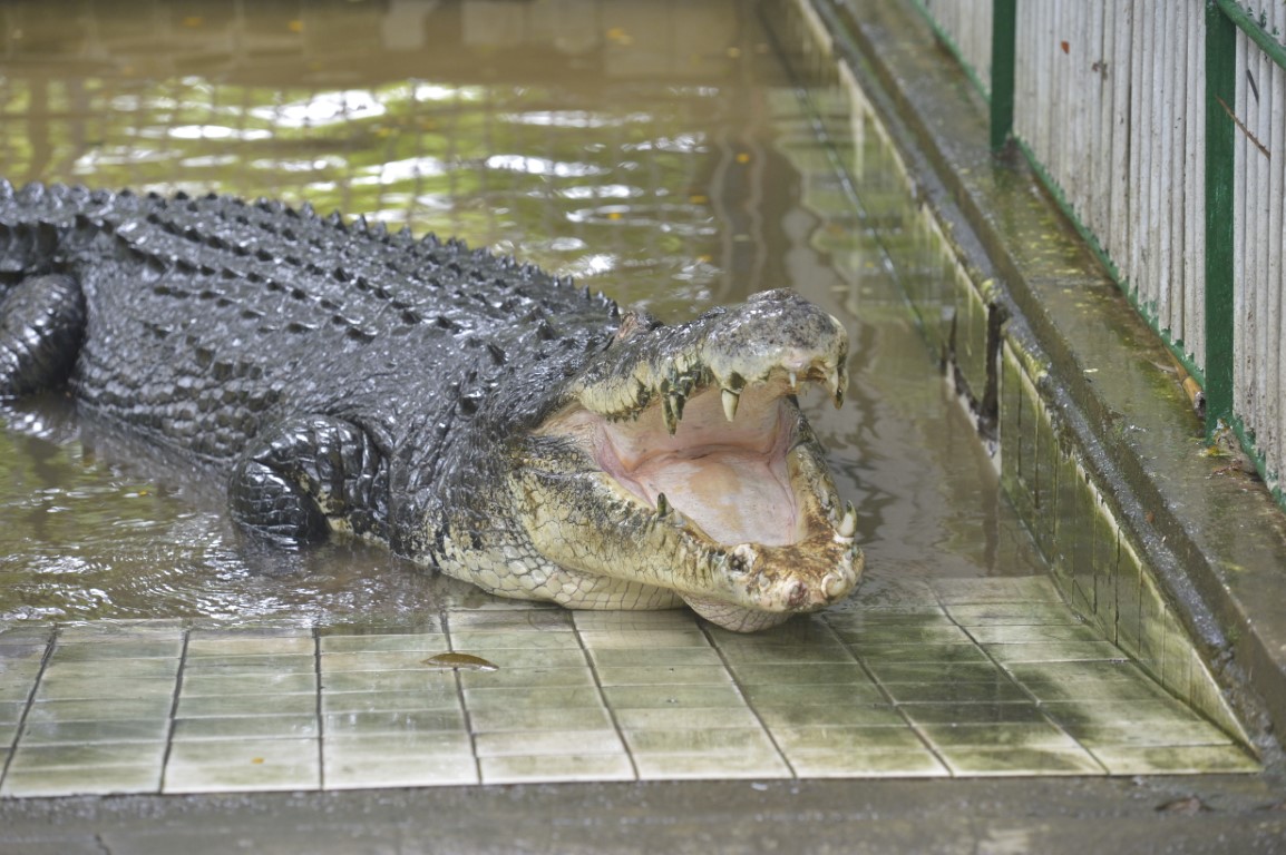 Saltwater crocodile