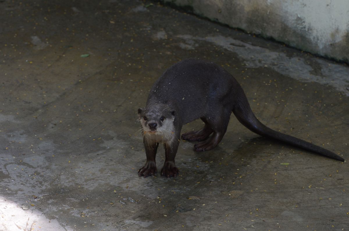 Smooth-coated Otter