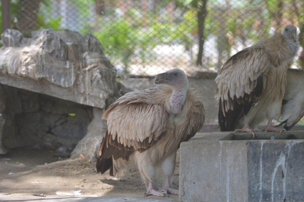 Himalayan vulture
