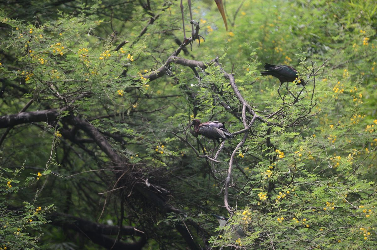 Glossy Ibis
