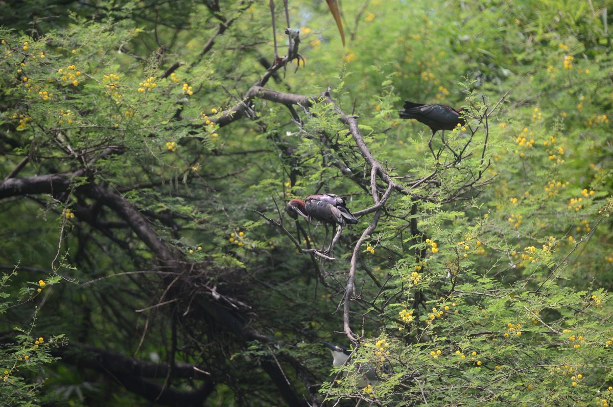Glossy Ibis