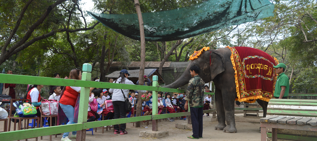 Yadanar Shwe (Female Elephant)