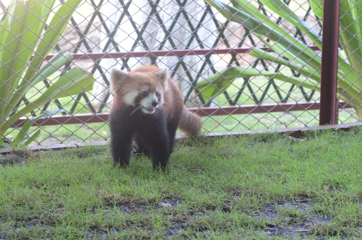 Red Panda