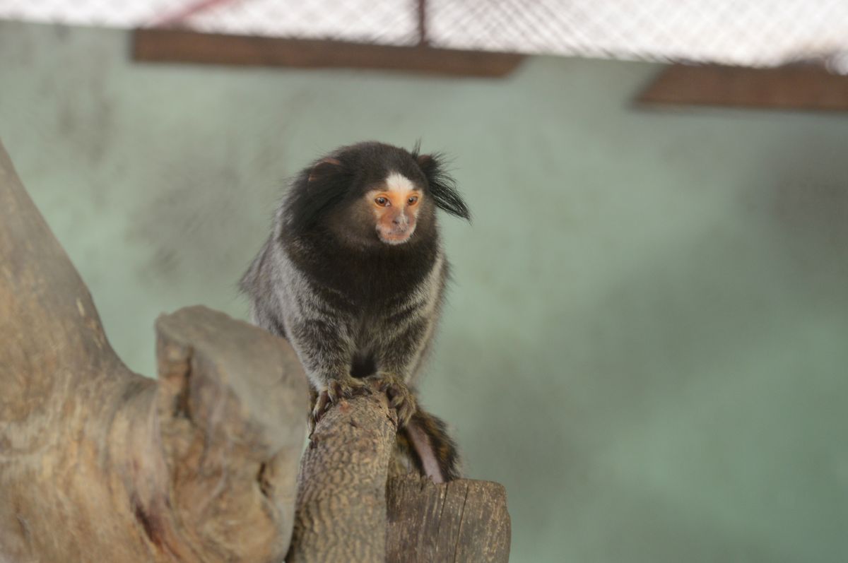 Common Marmoset 