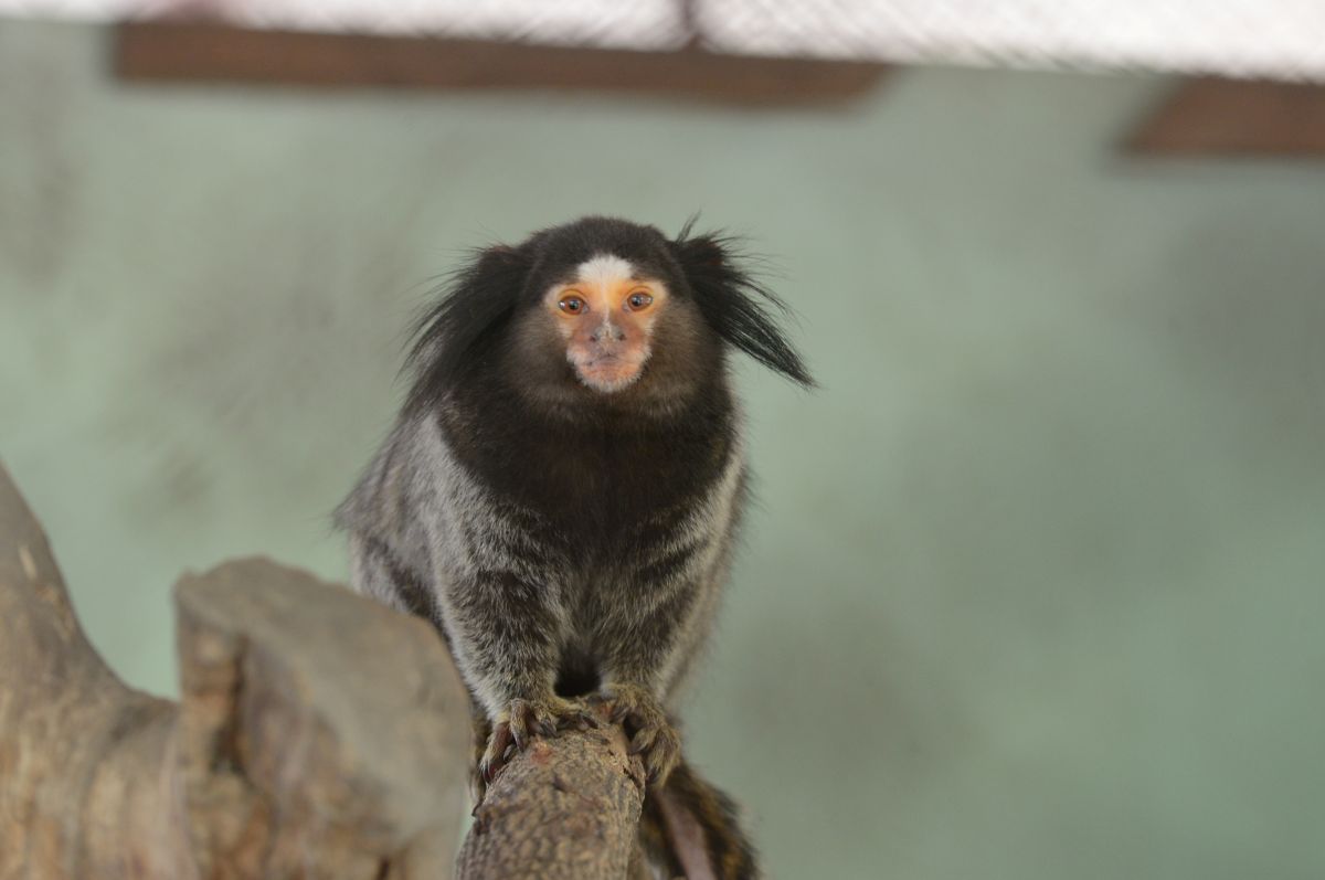 Common Marmoset 