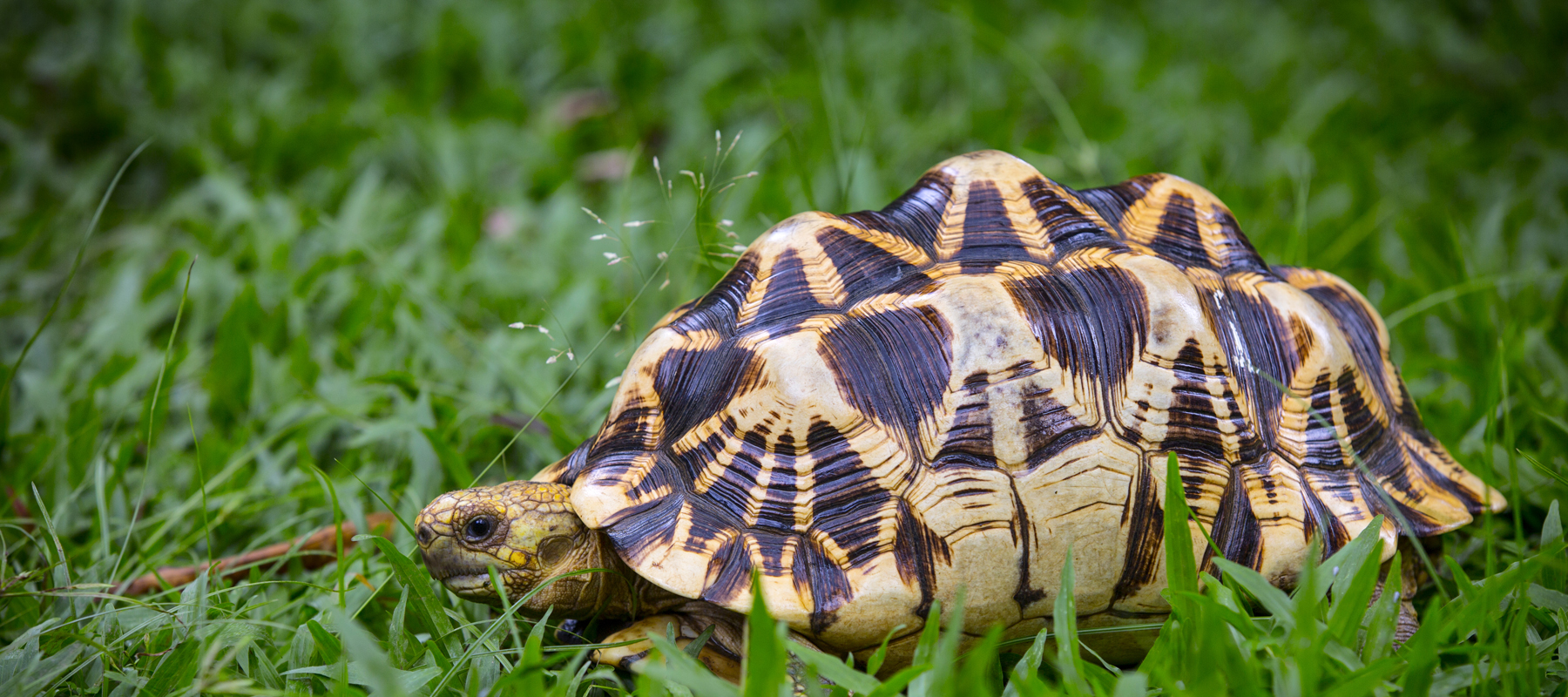 Burmese Star Tortoise