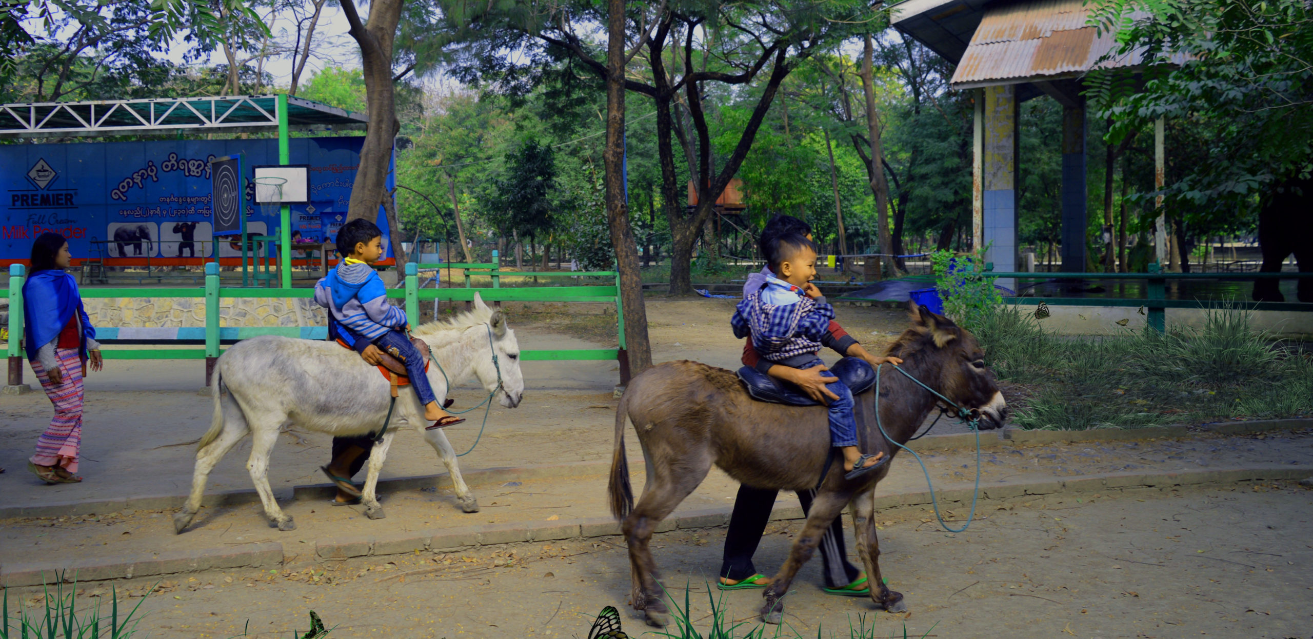 Donkey Ride