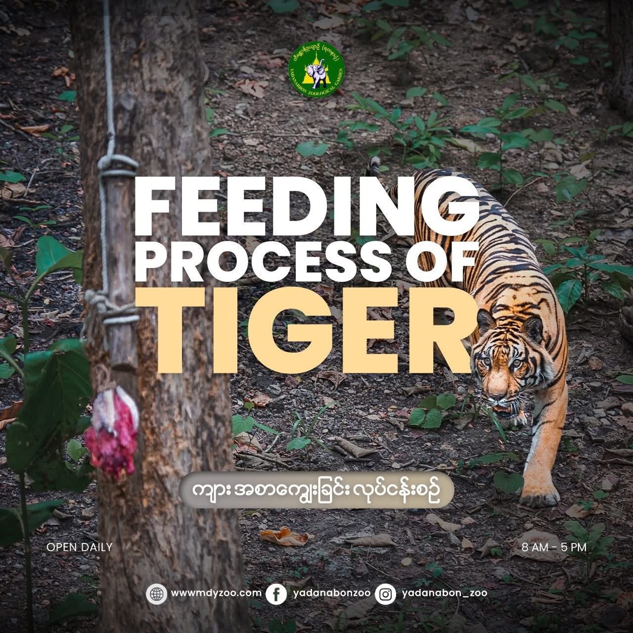 Tigers are carefully fed