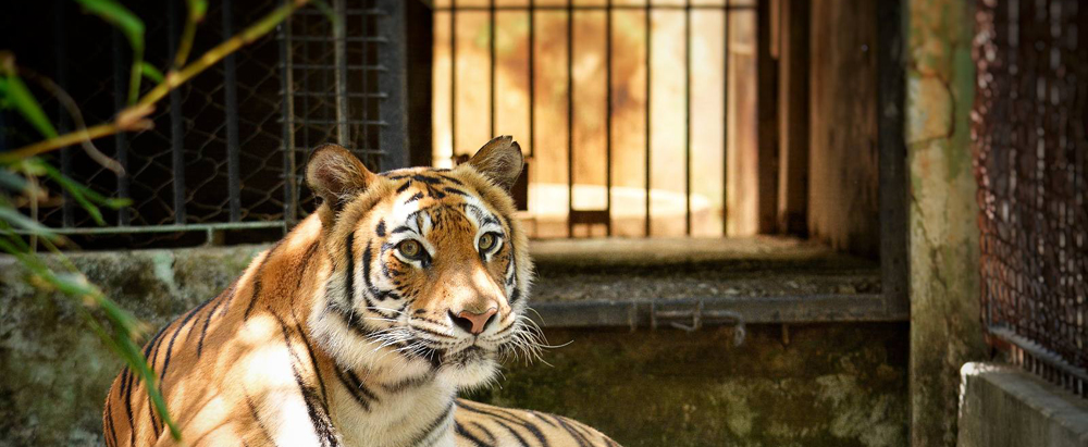 Internship Training Program for Animal Husbandry and Veterinary Students